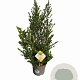 Ilex crenata Dark Green 60-80 cm 7,5L struik