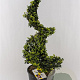 Ilex crenata Dark Green 90-100 cm 12L spiraal