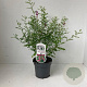 Indigofera heterantha 30-40 cm 2,0L
