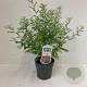 Indigofera heterantha 30-40 cm 2,0L