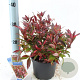 Leucothoe Red Lips 20-25 cm 2,0L