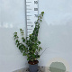 Lonicera xylosteum 30-40 cm 2,0L