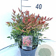 Nandina d. 'Gulf Stream' 25-30 cm 2,0L
