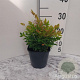 Nandina d. 'Gulf Stream' GM 2,0L