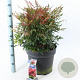 Nandina d. Obsessed 40-50 cm 15L