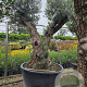 Olea europaea 60-70 cm cont. 285L solitair
