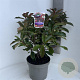 Photinia fraseri 'Camilvy' 50-60 cm 5,0L