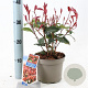 Photinia fraseri Carré Rouge 25-30 cm 2,0L