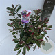 Photinia fraseri Pink Marble 40-50 cm 5,0L