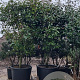 Photinia fraseri 'Red Robin' 300-350 cm cont. 350L solitair