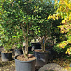 Photinia fraseri 'Red Robin' 300-350 cm cont. 350L solitair