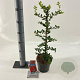Pyracantha cocc. 'Red Column' 70 cm 2,0L met stok