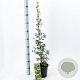 Pyracantha 'Soleil d'Or' 70 cm 2,0L met stok