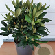 Rhododendron 'Cunningham's White' 40-45 cm 7,5L
