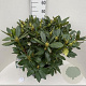 Rhododendron 'Cunningham's White' 60-80 cm 20L