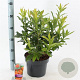Rhododendron (AK) 'Gibraltar' 30-40 cm 5,0L