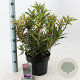 Rhododendron (AP) 'Graziella' 30-40 cm 5,0L