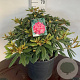 Rhododendron (Y) 'Hydon Hunter' 60-80 cm 35L