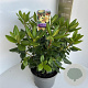 Rhododendron 'Nancy Evans' 40-50 cm 5,0L