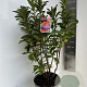 Rhododendron (AK) 'Satan' 40-50 cm 5,0L
