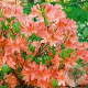 Rhododendron (AM) 'Saturnus' 40-50 cm 5,0L