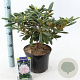 Rhododendron (Y) 'Schneewolke' 25-30 cm 5,0L