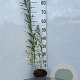 Salix fragilis 60-80 cm 2,0L