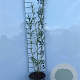 Salix triandra 40-60 cm 2,0L