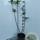 Sambucus nigra 80-100 cm 5,0L