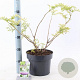 Sambucus nigra Golden Tower 30-40 cm 5,0L