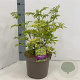 Sambucus nigra Golden Tower 30-40 cm 5,0L