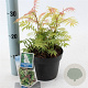 Sorbaria sorbif. 'Sem' 25-30 cm 2,0L
