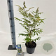 Sorbaria sorbif. 'Sem' 25-30 cm 2,0L