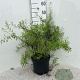 Spiraea thunbergii 40-60 cm 5,0L