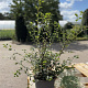 Spiraea vanhouttei 30-50 cm 2,0L