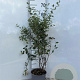 Symphoricarpos albus 60-80 cm 2,0L