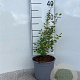 Symphoricarpos d. 'Mother of Pearl' 20-30 cm 2,0L