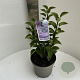 Syringa v. 'Sensation' 25-30 cm 5,0L