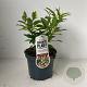 Viburnum hillieri 'Winton' 25-30 cm 3,0L