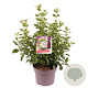 Viburnum tinus 30-40 cm 5,0L