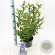 Viburnum tin. Spirit 25-30 cm 2,0L