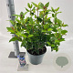 Viburnum tin. Spirit 35-45 cm 5,0L