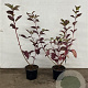 Cornus alba 'Sibirica' 40-60 cm 2,0L