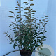 Elaeagnus ebbingei 80-100 cm 7,5L