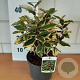 Elaeagnus ebb. 'Gilt Edge' 30-35 cm 3,0L