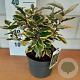 Elaeagnus ebb. 'Viveleg' 30-35 cm 3,0L