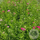 Achillea m. 'Cerise Queen' GM 2,0L