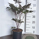 Actaea simp. 'Brunette' GM 2,0L