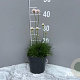 Armeria mar. 'Alba' GM 2,0L