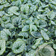 Brunnera macr. 'Jack Frost' GM 2,0L
